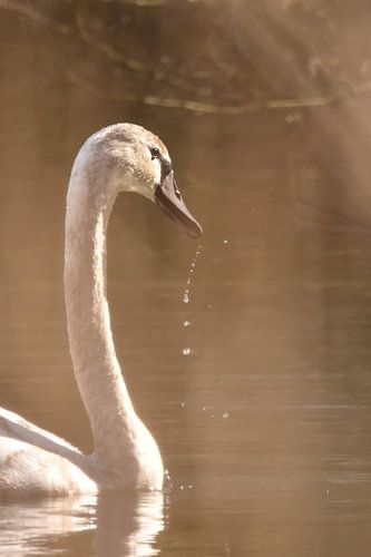 Zwaan in nevel met druppels