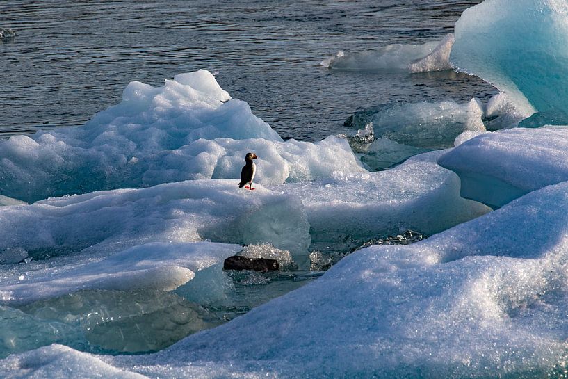 Un macareux moine errant sur une banquise, Jökulsárlón, Islande par Anne Ponsen