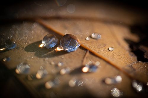 Tautropfen auf einem Herbstblatt in Tervuren