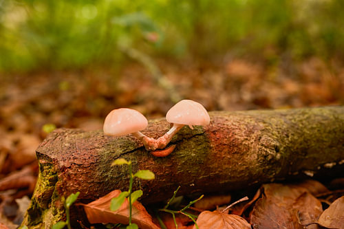 Samen in het Stiltebos