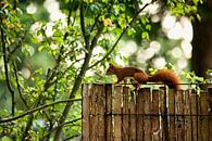 Garten Eichhörnchen von Sran Vld Fotografie Miniaturansicht