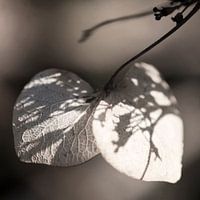 Herfst