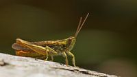 Sprinkhaan