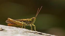 Sprinkhaan sur Dick Vermeij