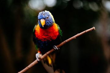 Regenboog vogel van Myrthe Vlasveld