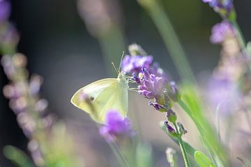 Vlinder in paars van Richard Booij