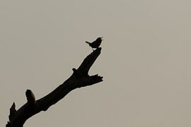 Silhouette eines singenden Winterkönigs von FatCat Photography