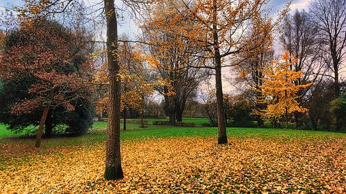 Arbres dorés d'automne dans un parc