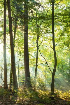 Zonsopkomst in het bos -Sterrenbos Paterswolde Groningen (Nederland) van Marcel Kerdijk