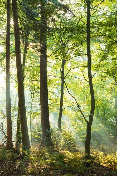 Sunrise in the forest -Sterrenbos Paterswolde Groningen (Netherlands) by Marcel Kerdijk