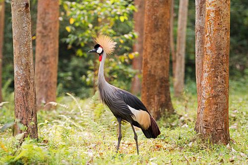 Kronenkranich in Uganda
