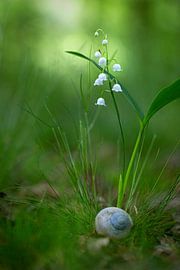 Lelie van de Vallei by Thomas Herzog