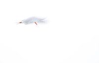 Flussseeschwalbe mit langsamer Belichtungszeit von Anne Ponsen Miniaturansicht