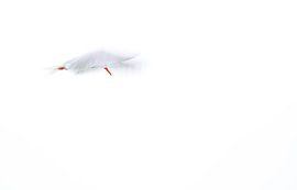 Common tern with slow shutter speed