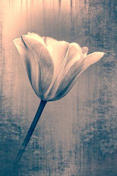 Artistieke tulp, foto en kunst in één.