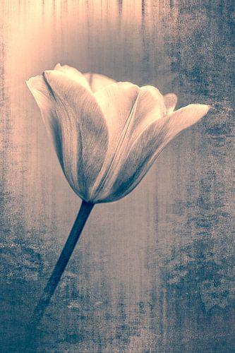 Künstlerische Tulpe, Foto- und Kunst in einem.