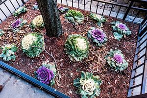 Kohl an einem Stadtbaum in New York