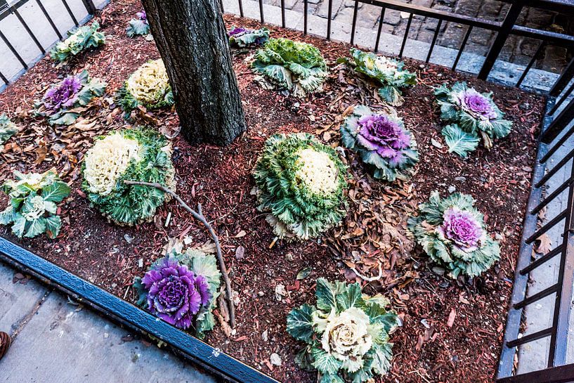 cabbage at a city tree in New York by Eric van Nieuwland