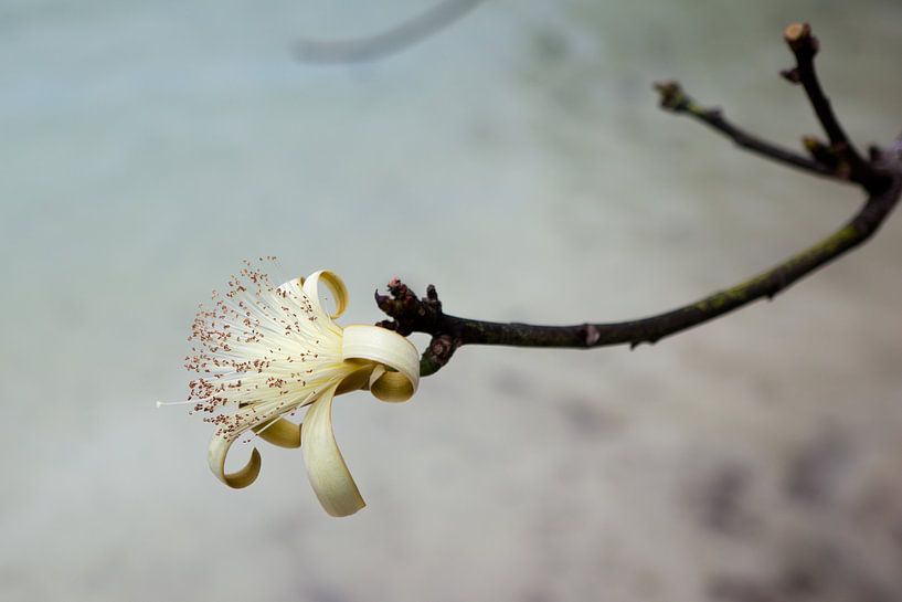 Tropical Flower - Jamaica by t.ART