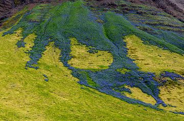 Een berghelling vol lupines, IJsland