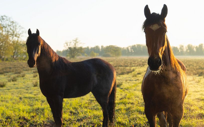 Horses during sunrise - Groningen (Netherlands) by Marcel Kerdijk