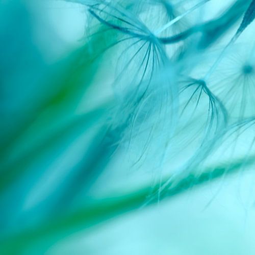 Fluff from the Yellow Morning Star in shades of Turquoise.