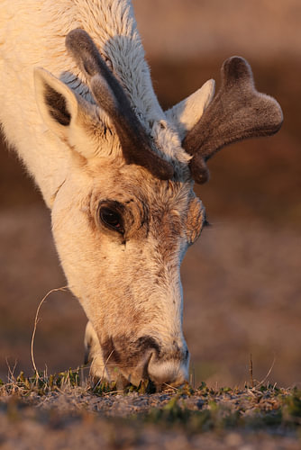 Canadian woodland caribou  Newfoundland, Canada