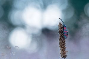  Schmetterling