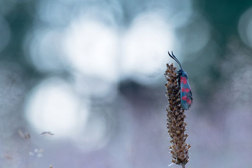  Schmetterling von Francis Dost