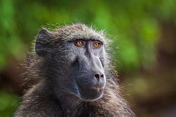 Portrait d'un babouin sur Simone Janssen