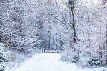 De Ugchelse Berg-Het Leest in the snow#3