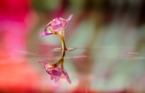 kleine Blume mit Tropfen Diamanten Farbe Bokeh