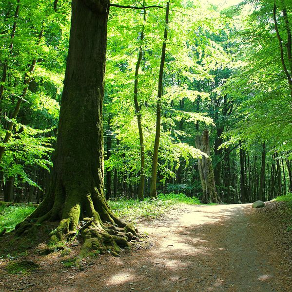 Bos in tegenlicht van Ostsee Bilder