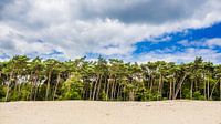 Forest edge in the Loonse and Drunense Dunes by Thomas van der Willik thumbnail