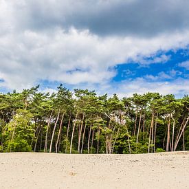 Forest edge in the Loonse and Drunense Dunes by Thomas van der Willik