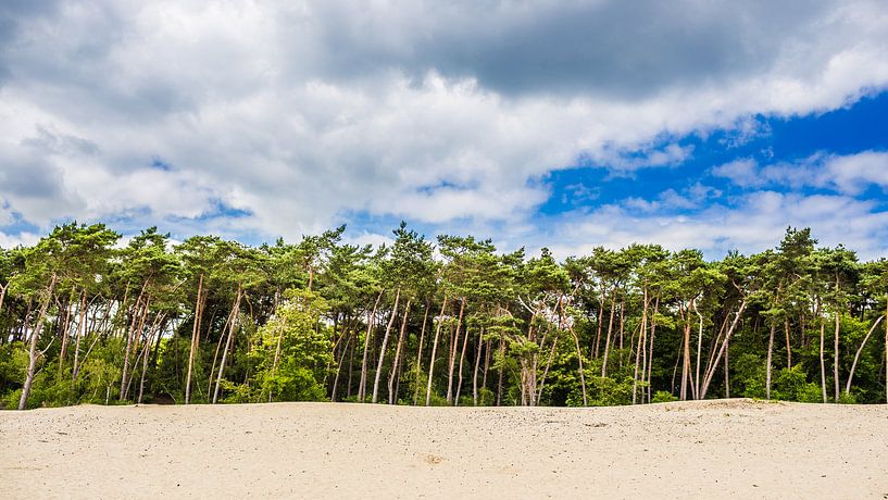 Forest edge in the Loonse and Drunense Dunes by Thomas van der Willik