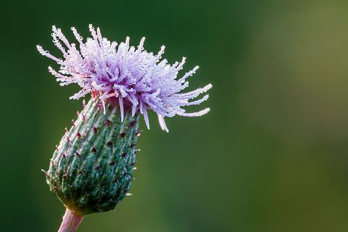 Cursed thistle