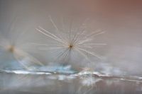 fluff