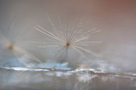 fluff by Alexandra Bijl