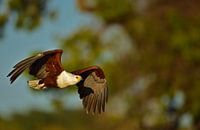 Aigle de mer africain