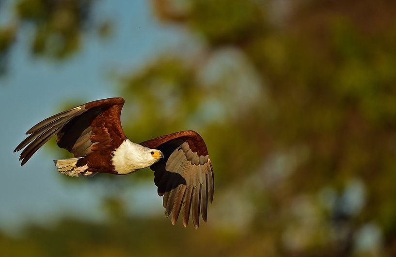 African fisheagle by Erwin van Liempd