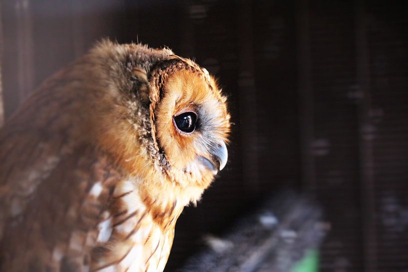 Majestic Owl by Hello Pompoyo