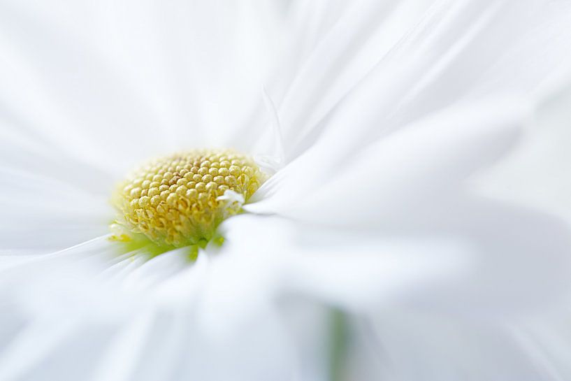 Des pétales blancs... par LHJB Photography