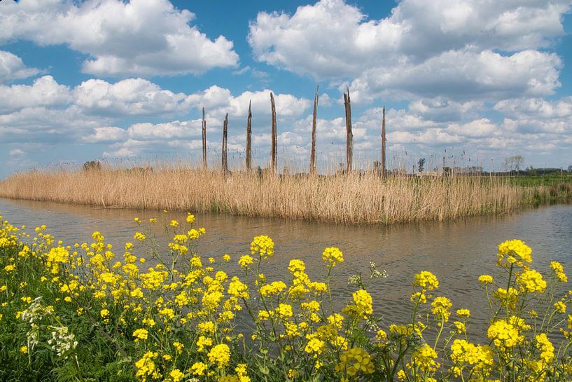 Eikenhout duizenden jaren oud langs de Grift  (bestel max 120) van Natuurpracht   Kees Doornenbal