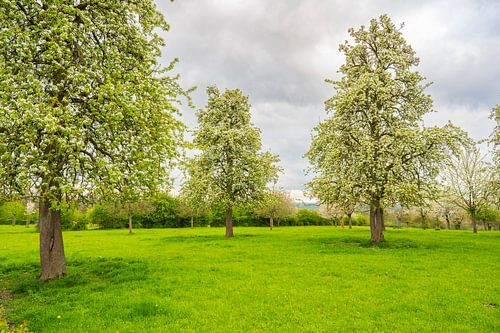 Bloeiende fruitbomen in de lente in Zuid-Limburg