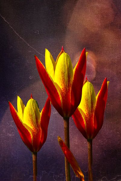 the pride of flaming tulips. by Harry Stok