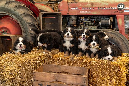 Berner sennen Pups
