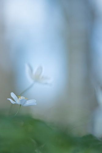 Looking for the light, wood anemoon.