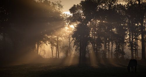 Sunbeams by Roos Zanderink