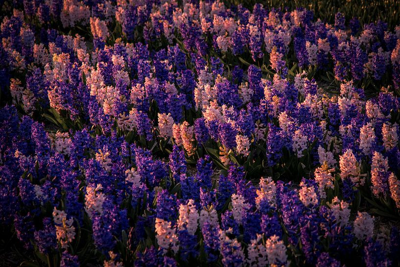 twee kleuren by peterheinspictures